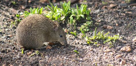 bandicoot|bandicoot characteristics.